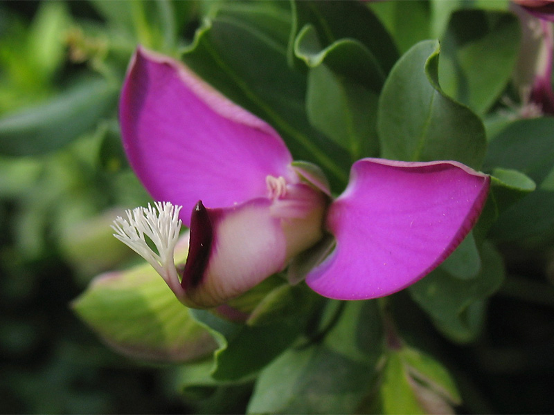 Image of Polygala myrtifolia specimen.