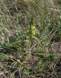 Pedicularis chroorrhyncha