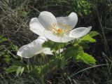 Rosa spinosissima