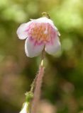 Linnaea borealis