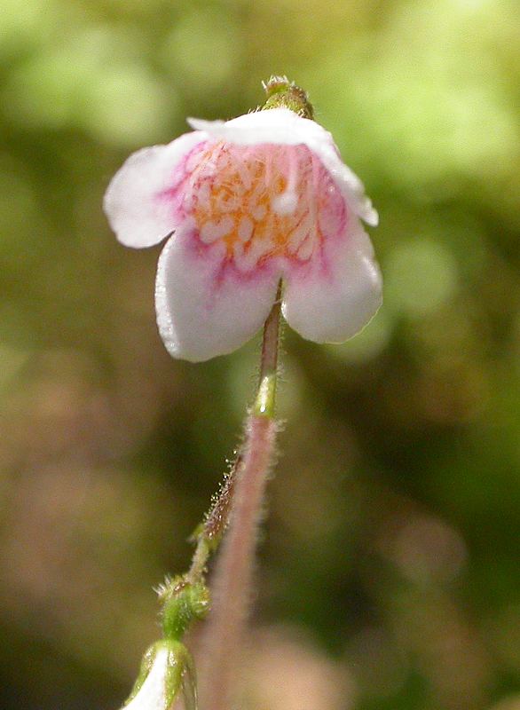 Image of Linnaea borealis specimen.