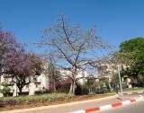 Bombax ceiba