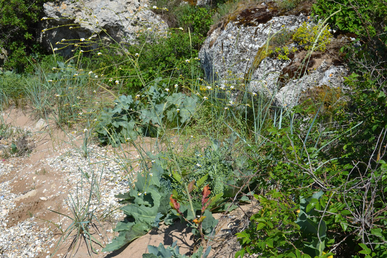 Image of Crambe koktebelica specimen.