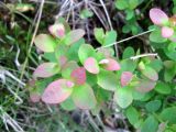 Vaccinium uliginosum. Побеги. Ленинградская область, Всеволожский район, окрестности поселка Токсово. 1 июня 2012 г.