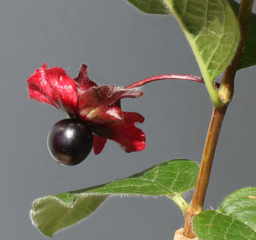 Image of Lonicera involucrata var. ledebourii specimen.