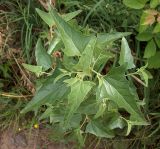 Atriplex sagittata