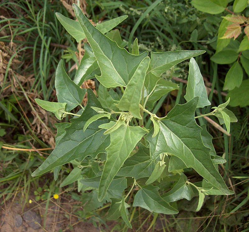 Изображение особи Atriplex sagittata.