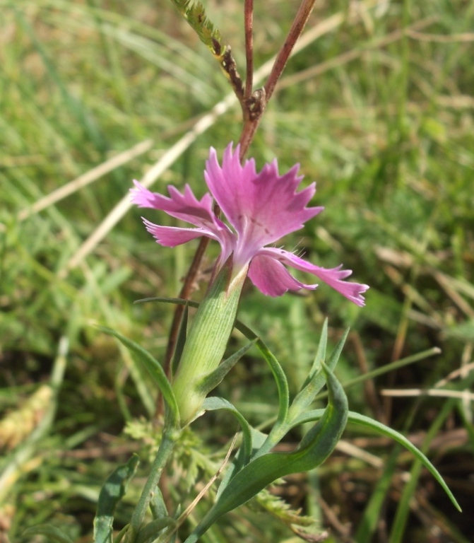 Image of Dianthus fischeri specimen.