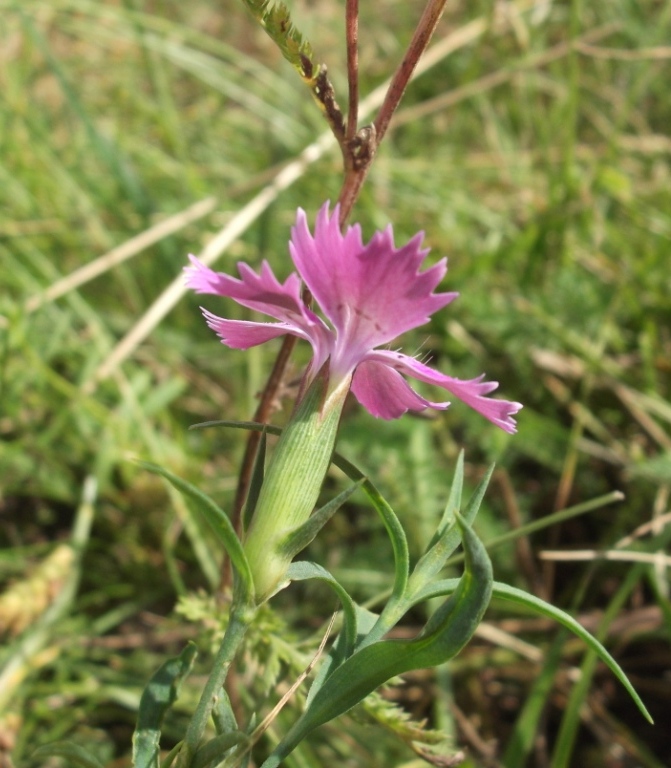 Изображение особи Dianthus fischeri.