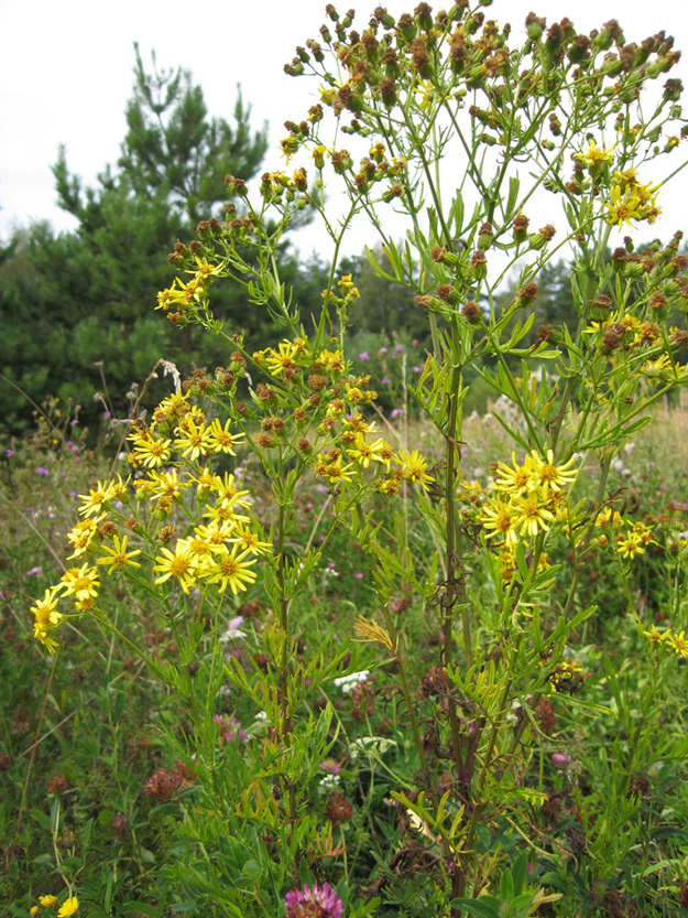 Image of Senecio erucifolius specimen.