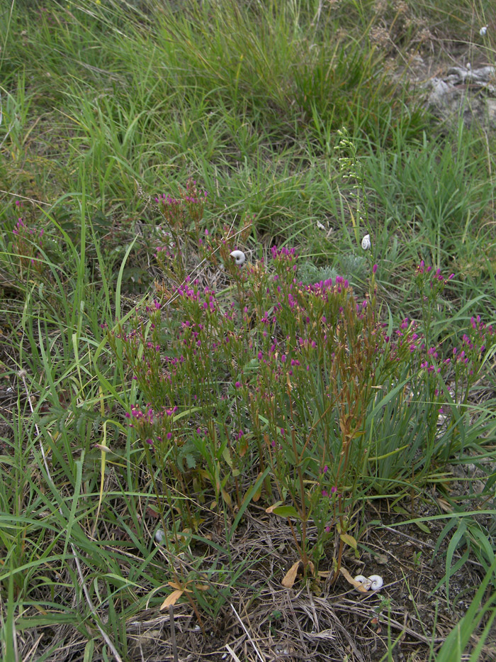 Image of Centaurium erythraea specimen.