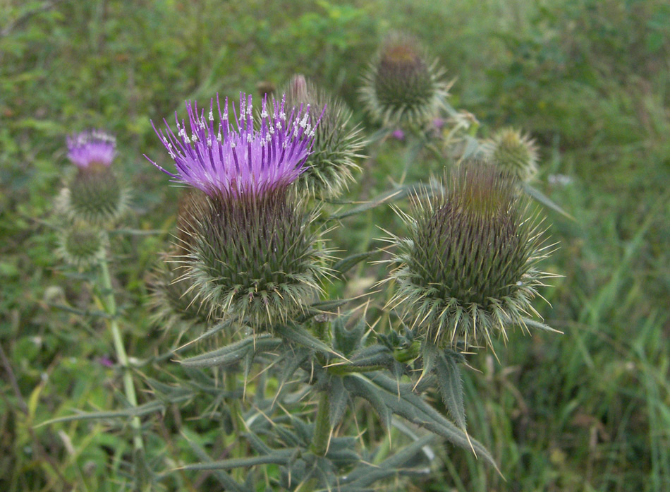 Изображение особи Cirsium ciliatum.