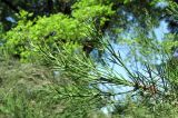 Colletia spinosissima. Верхушка ветви. Абхазия, г. Сухум, ботанический сад. 12.06.2012.