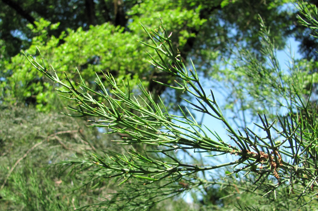 Изображение особи Colletia spinosissima.