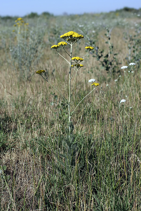 Image of Handelia trichophylla specimen.