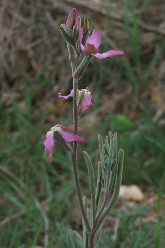 Изображение особи Matthiola bicornis.