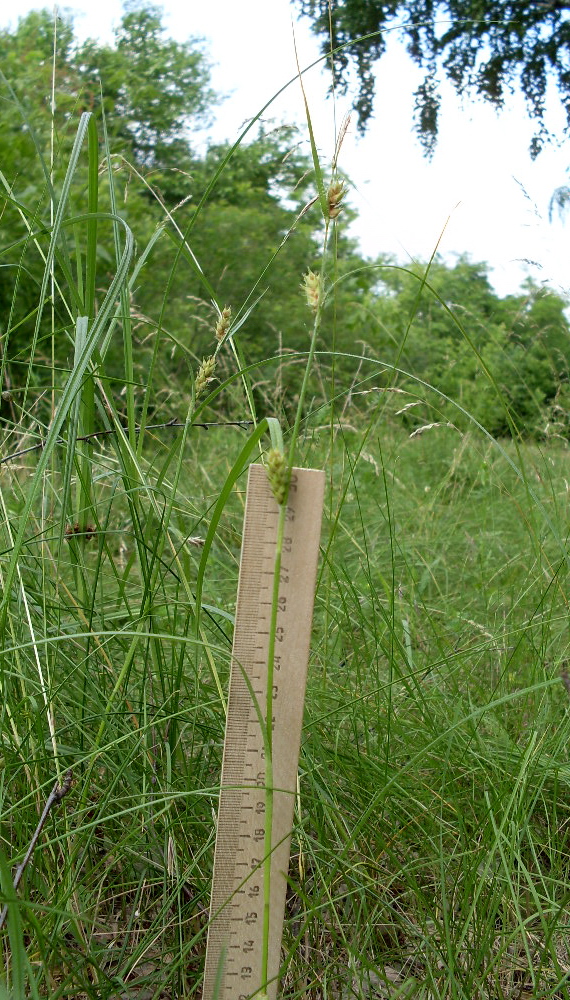 Image of Carex hirta specimen.