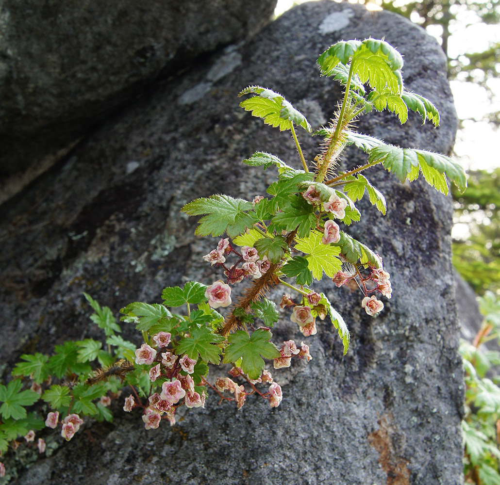 Image of Ribes horridum specimen.