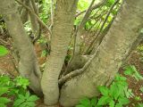 Cerasus sachalinensis. Разветвленный ствол взрослого дерева. Сахалин, г. Южно-Сахалинск. Июль 2012 г.