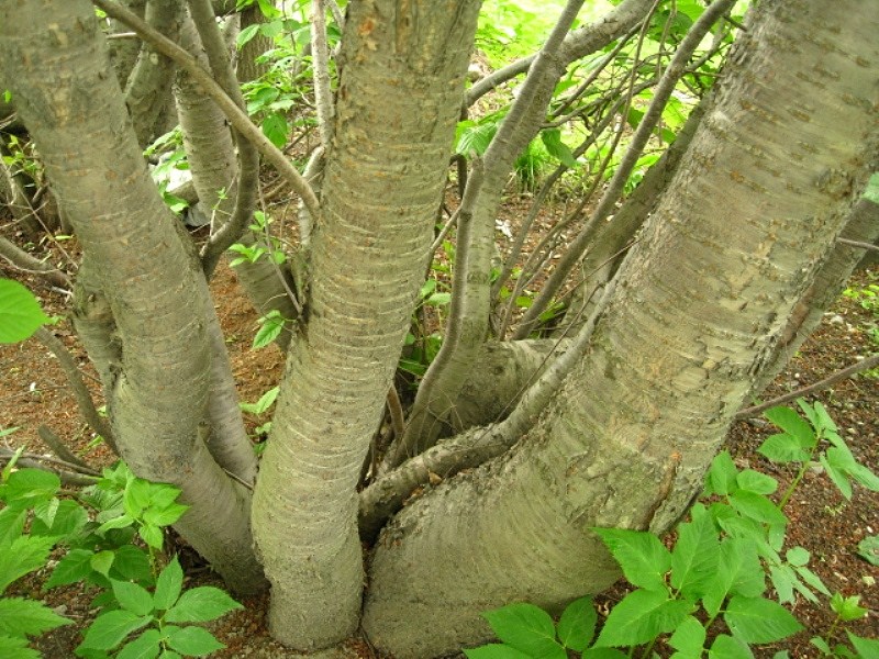 Image of Cerasus sachalinensis specimen.