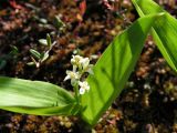 Smilacina trifolia