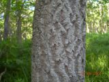 Phellodendron amurense