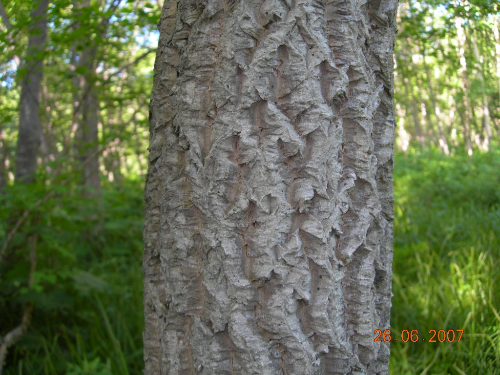 Image of Phellodendron amurense specimen.