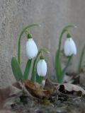 Galanthus graecus