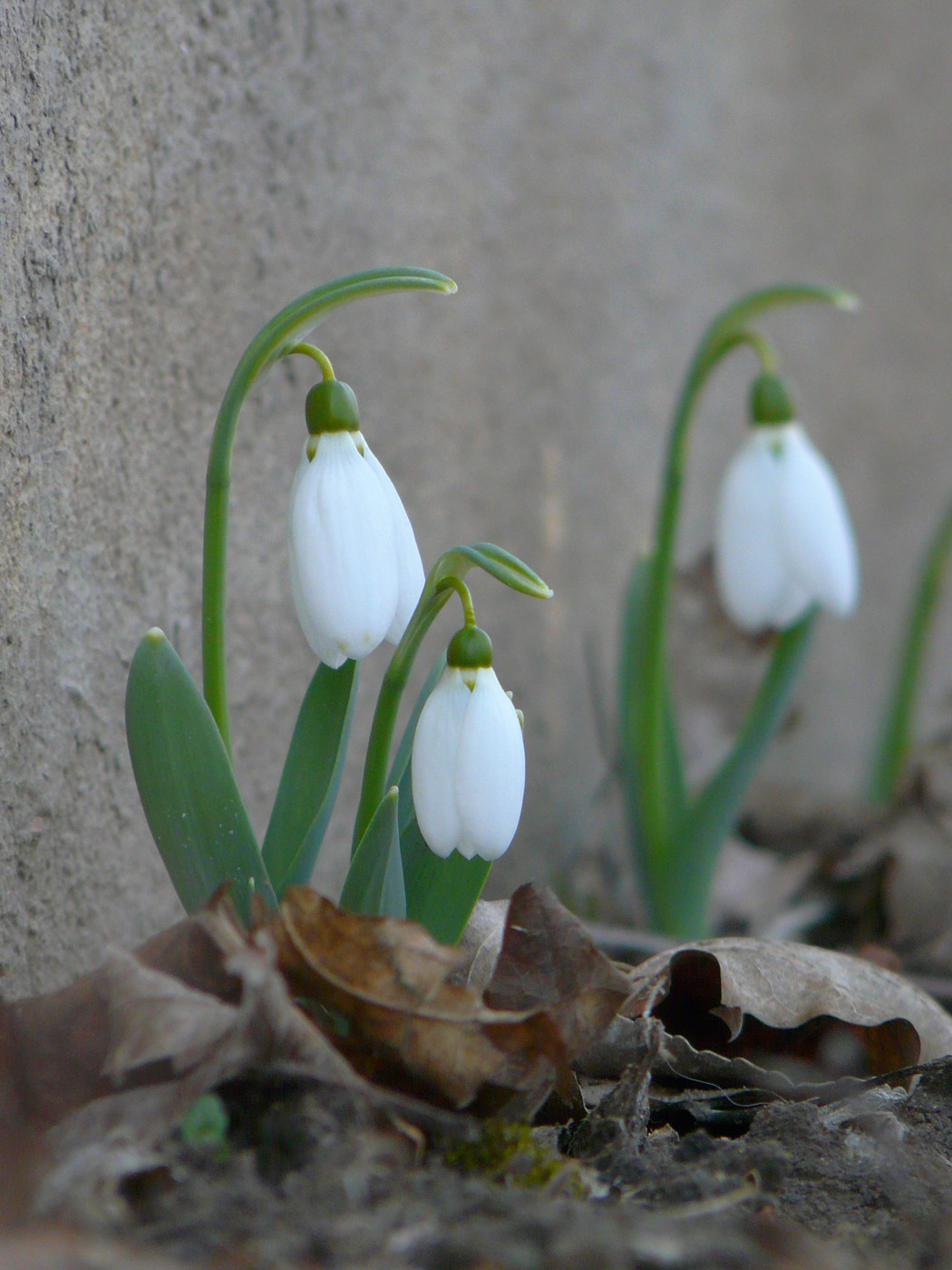 Изображение особи Galanthus graecus.