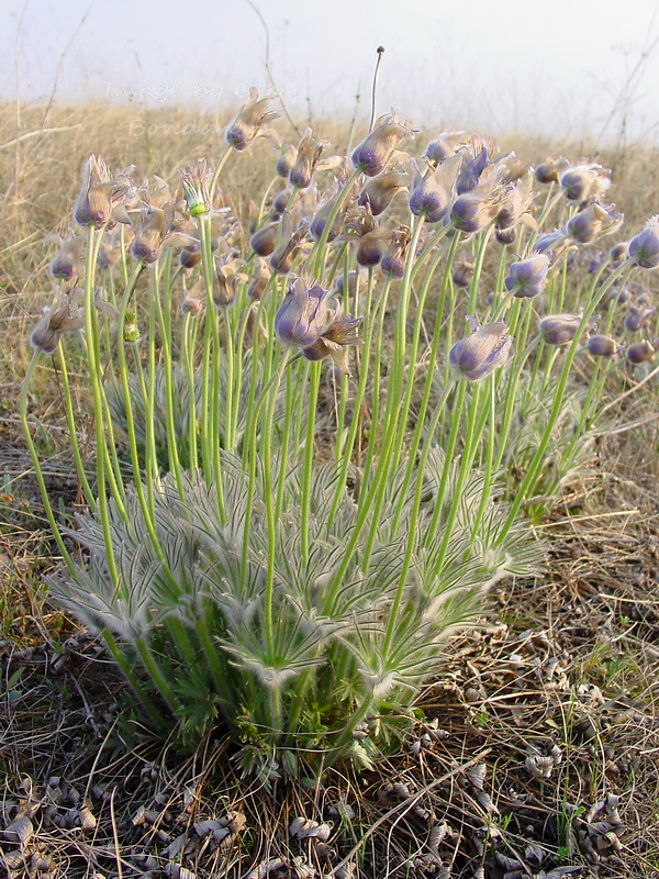 Изображение особи Pulsatilla patens.