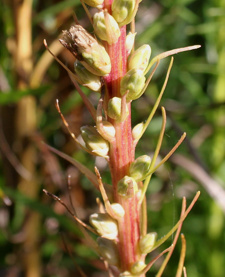 Image of Liatris spicata var. montana specimen.