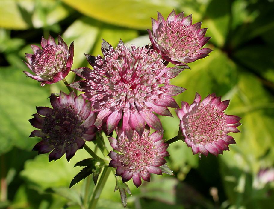 Image of Astrantia major specimen.
