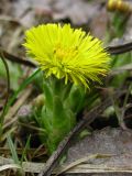 Tussilago farfara