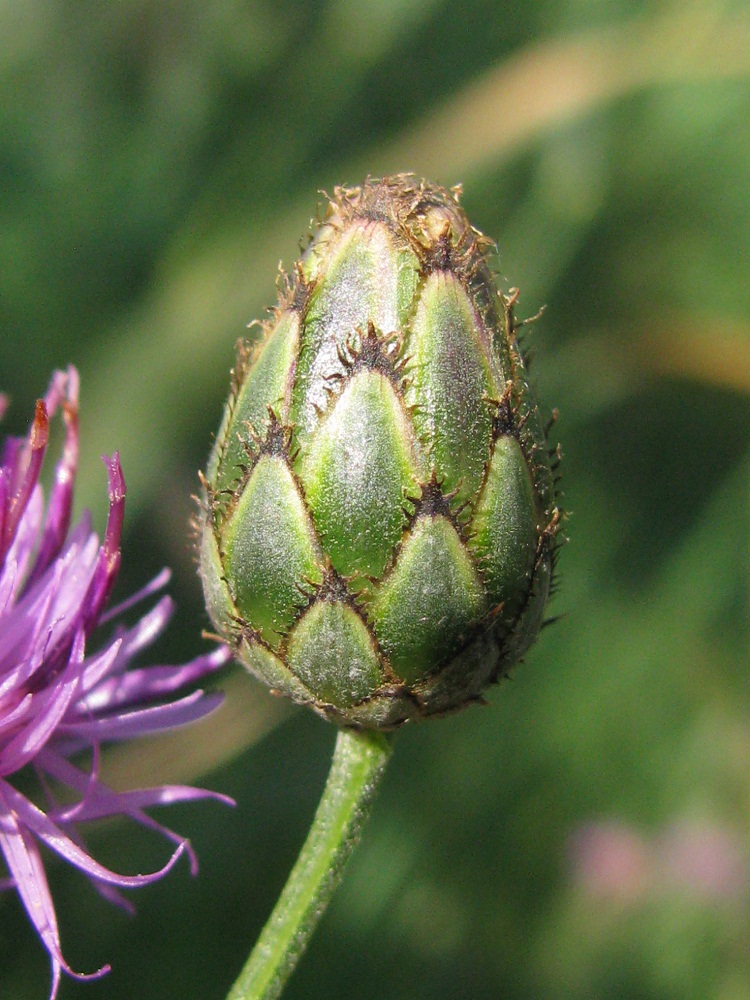 Изображение особи Centaurea adpressa.