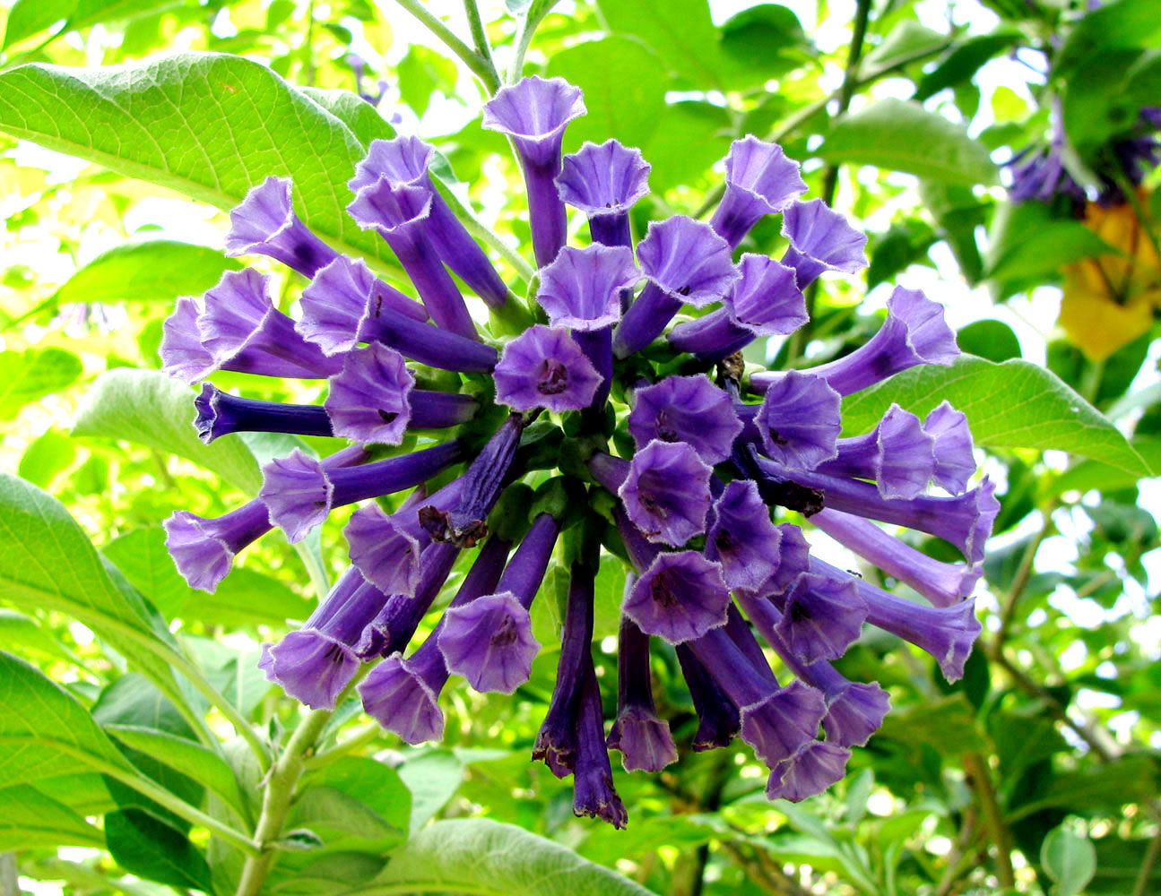 Image of Iochroma cyaneum specimen.