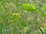 Image of taxon representative. Author is Сергей Одинец