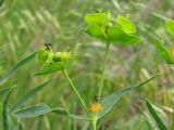 Euphorbia virgata