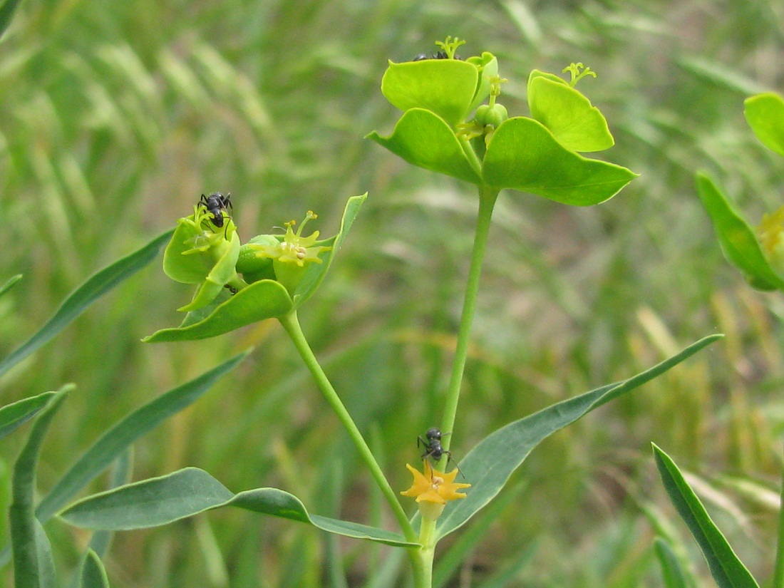 Image of Euphorbia virgata specimen.