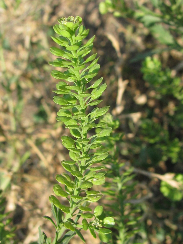 Image of Lepidium densiflorum specimen.