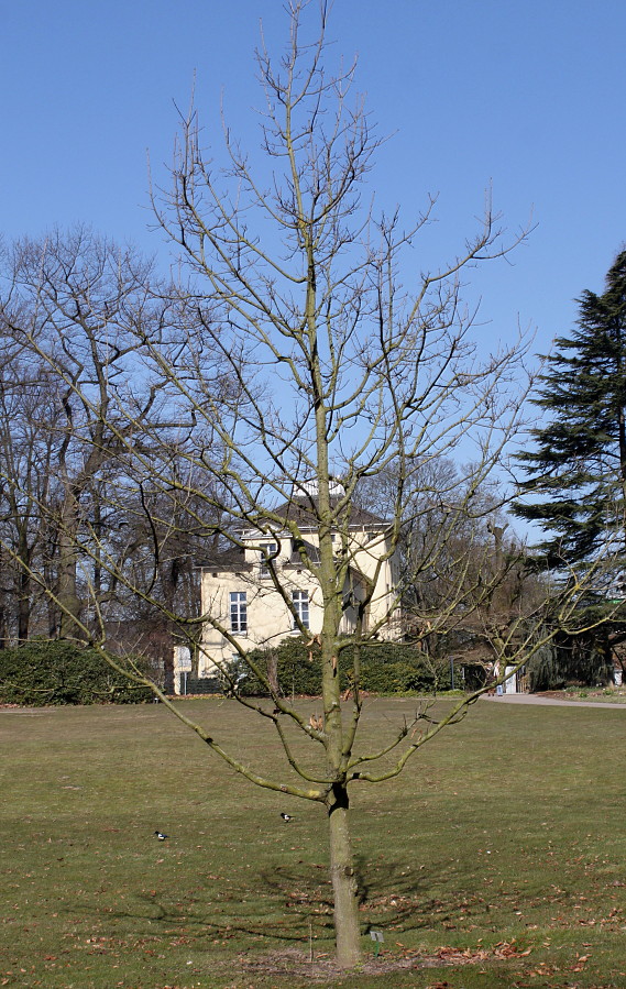 Изображение особи Quercus imbricaria.