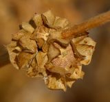Image of taxon representative. Author is Татьяна Мальчинская