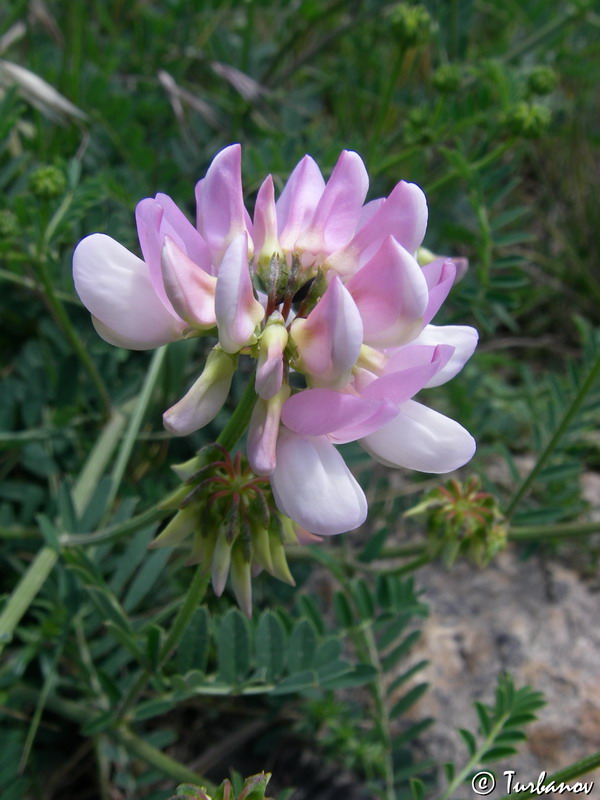 Image of Securigera varia specimen.