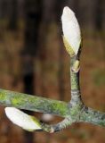 Acer tegmentosum