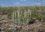 Artemisia caucasica