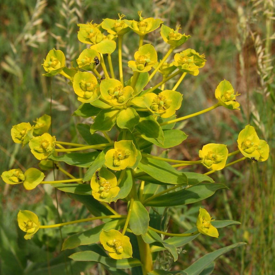 Изображение особи Euphorbia stepposa.