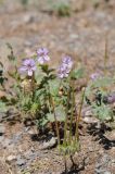 Erodium oxyrhynchum. Цветущее и плодоносящее растение. Казахстан, хр. Шолак, северней вдхр. Капчагай. 22.05.2013.