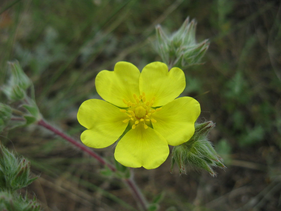 Image of Potentilla pedata specimen.