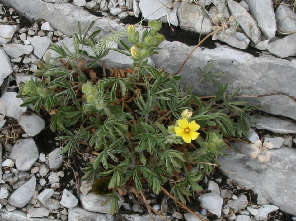 Image of Potentilla taurica specimen.