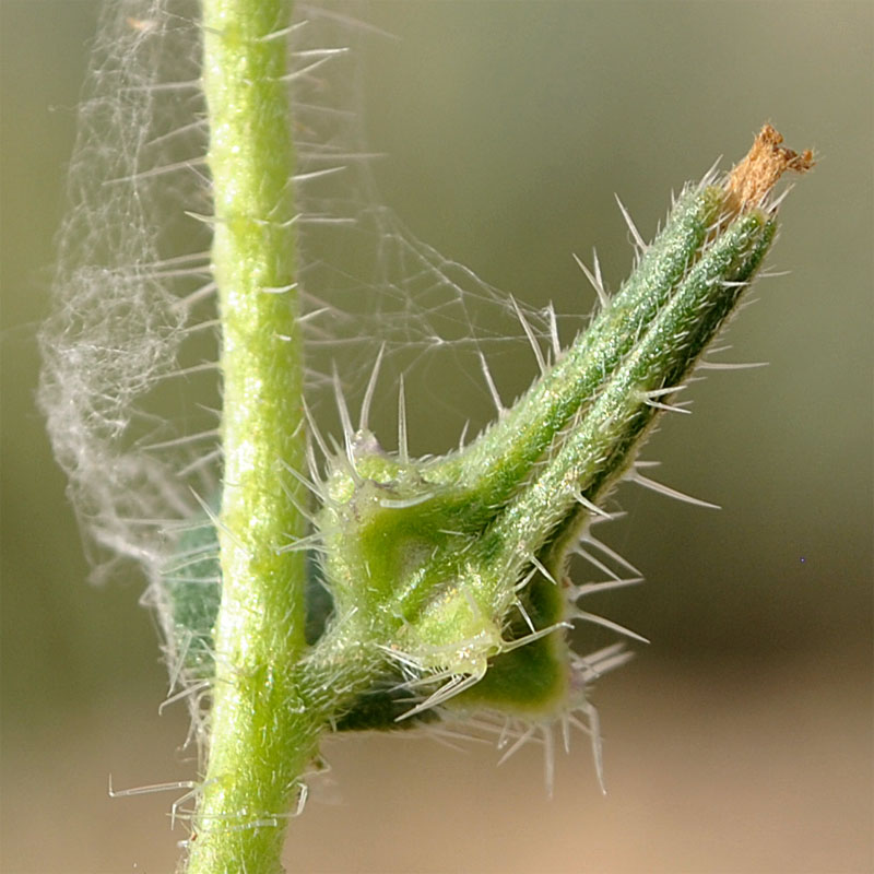 Image of Arnebia decumbens specimen.