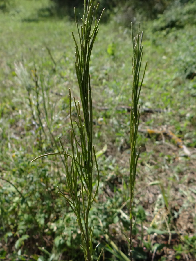 Изображение особи Arabis sagittata.